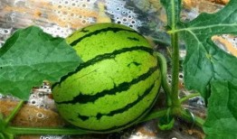 临夏吃瓜爆料最新进展,最新进展揭秘幕后真相”